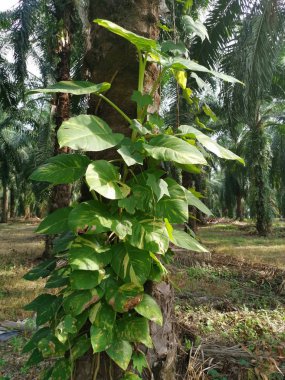 vahşi yeşil sarı büyük yapraklı para bitki
