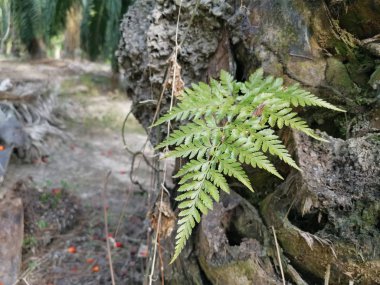 Sincap ayak eğrelti otu ve kalın kabuğu Palmiye ağacı gövde üzerinde yetişir.
