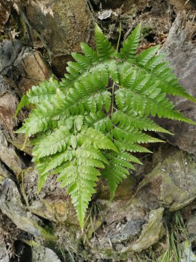 Sincap ayak eğrelti otu ve kalın kabuğu Palmiye ağacı gövde üzerinde yetişir.