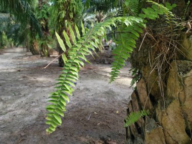 Sincap ayak eğrelti otu ve kalın kabuğu Palmiye ağacı gövde üzerinde yetişir.