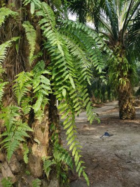Sincap ayak eğrelti otu ve kalın kabuğu Palmiye ağacı gövde üzerinde yetişir.