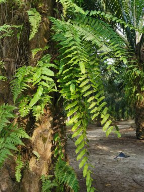 Sincap ayak eğrelti otu ve kalın kabuğu Palmiye ağacı gövde üzerinde yetişir.