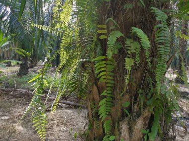 Sincap ayak eğrelti otu ve kalın kabuğu Palmiye ağacı gövde üzerinde yetişir.