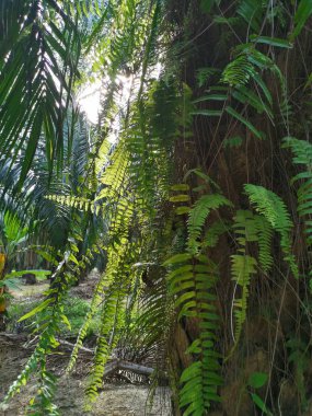 Sincap ayak eğrelti otu ve kalın kabuğu Palmiye ağacı gövde üzerinde yetişir.