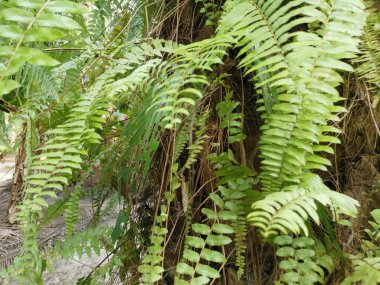Sincap ayak eğrelti otu ve kalın kabuğu Palmiye ağacı gövde üzerinde yetişir.