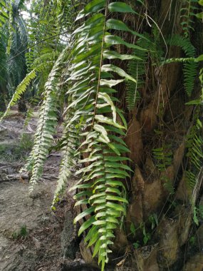 Sincap ayak eğrelti otu ve kalın kabuğu Palmiye ağacı gövde üzerinde yetişir.