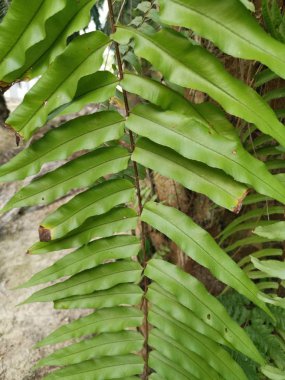 Sincap ayak eğrelti otu ve kalın kabuğu Palmiye ağacı gövde üzerinde yetişir.