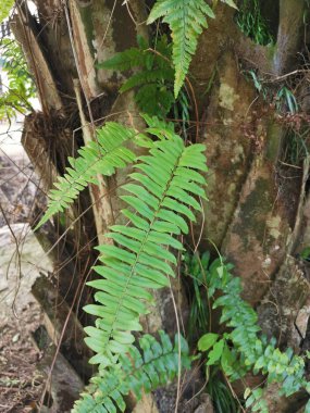 Sincap ayak eğrelti otu ve kalın kabuğu Palmiye ağacı gövde üzerinde yetişir.