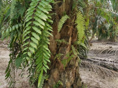 Sincap ayak eğrelti otu ve kalın kabuğu Palmiye ağacı gövde üzerinde yetişir.