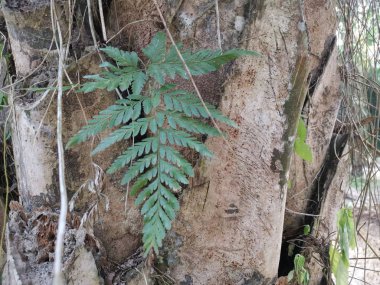 Sincap ayak eğrelti otu ve kalın kabuğu Palmiye ağacı gövde üzerinde yetişir.