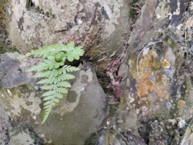 Sincap ayak eğrelti otu ve kalın kabuğu Palmiye ağacı gövde üzerinde yetişir.