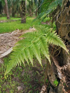Sincap ayak eğrelti otu ve kalın kabuğu Palmiye ağacı gövde üzerinde yetişir.
