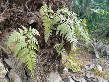 Sincap ayak eğrelti otu ve kalın kabuğu Palmiye ağacı gövde üzerinde yetişir.