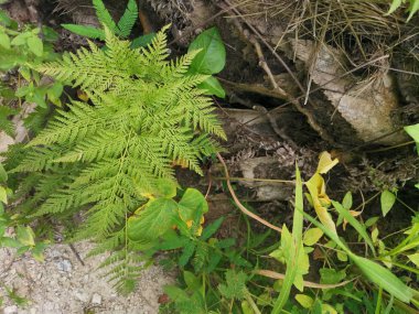 Sincap ayak eğrelti otu ve kalın kabuğu Palmiye ağacı gövde üzerinde yetişir.