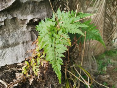 Sincap ayak eğrelti otu ve kalın kabuğu Palmiye ağacı gövde üzerinde yetişir.