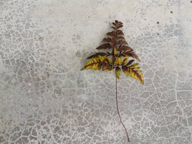 tek kurutulmuş sincap ayak eğrelti otu