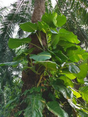 vahşi yeşil sarı büyük yapraklı para bitki