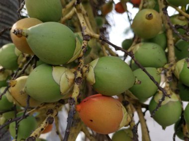 areca catechu meyve yakın çekim