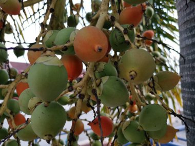 areca catechu meyve yakın çekim