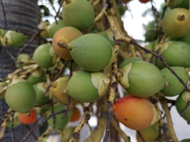 areca catechu meyve yakın çekim