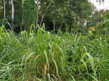 yabani bitki örtüsü ve yeşil yeşillik manzara