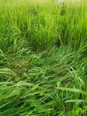 long green coarse grass in the wild field clipart