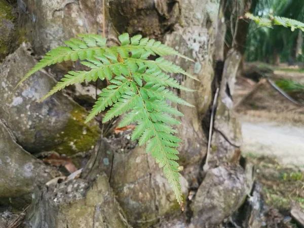 Squirrel Foot Fern Grows Thick Bark Palm Tree Trunk — Stock Photo, Image