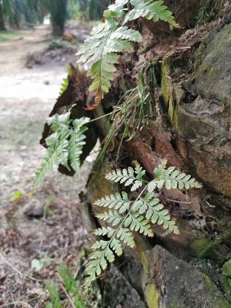 Samambaia Esquilo Cresce Sobre Sobre Casca Grossa Tronco Palmeira — Fotografia de Stock