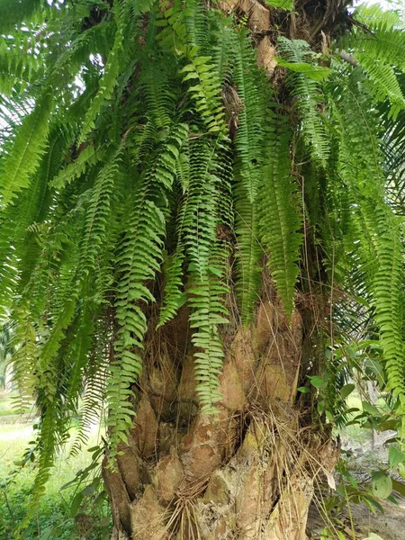 Eekhoorn Voet Fern Groeit Dikke Schors Palm Tree Trunk — Stockfoto