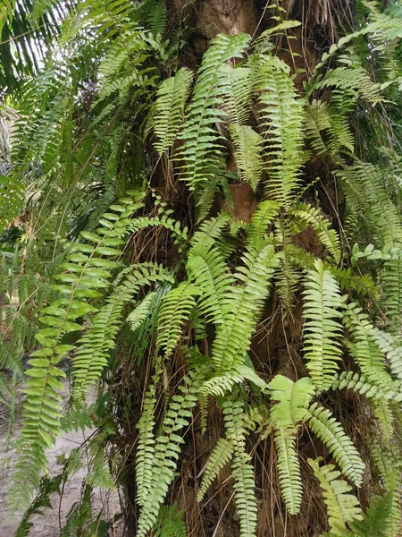 Eekhoorn Voet Fern Groeit Dikke Schors Palm Tree Trunk — Stockfoto