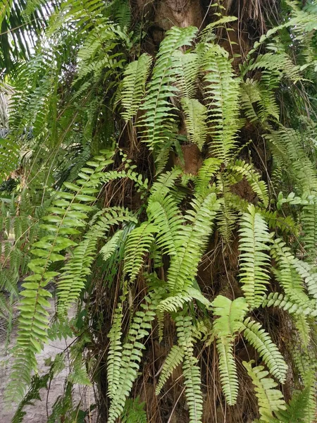 Helecho Pie Ardilla Crece Sobre Sobre Corteza Gruesa Tronco Palmera —  Fotos de Stock