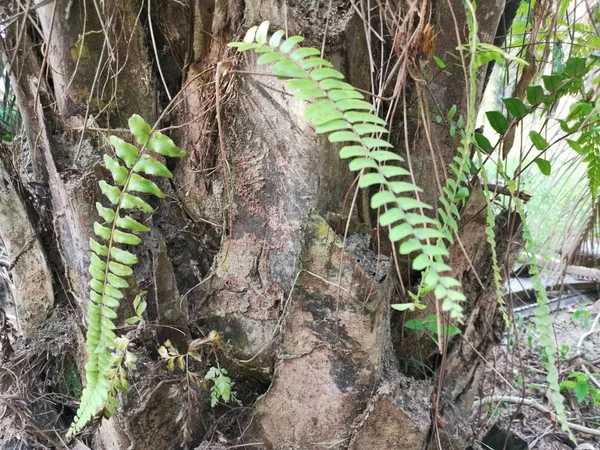 Helecho Pie Ardilla Crece Sobre Sobre Corteza Gruesa Tronco Palmera — Foto de Stock