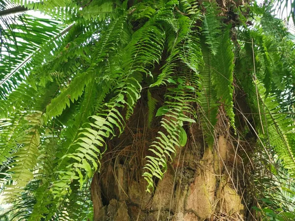 Samambaia Esquilo Cresce Sobre Sobre Casca Grossa Tronco Palmeira — Fotografia de Stock