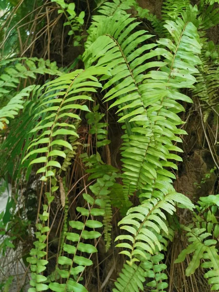 リスの足シダは厚い樹皮ヤシの木の幹の上に成長します — ストック写真