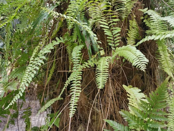 リスの足シダは厚い樹皮ヤシの木の幹の上に成長します — ストック写真