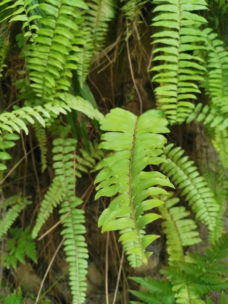 Squirrel Foot Fern Grows Thick Bark Palm Tree Trunk — Stock Photo, Image