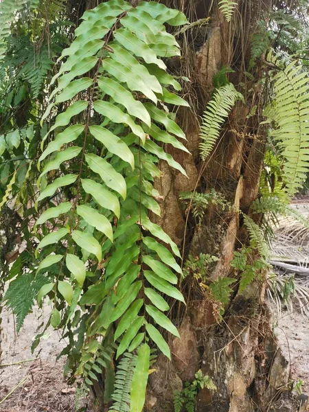 Samambaia Esquilo Cresce Sobre Sobre Casca Grossa Tronco Palmeira — Fotografia de Stock