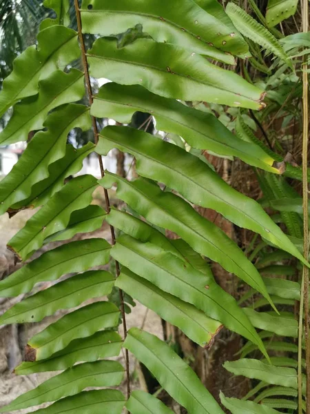 Sincap Ayak Eğrelti Otu Kalın Kabuğu Palmiye Ağacı Gövde Üzerinde — Stok fotoğraf
