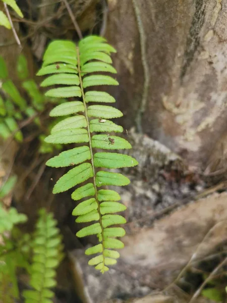 Helecho Pie Ardilla Crece Sobre Sobre Corteza Gruesa Tronco Palmera — Foto de Stock