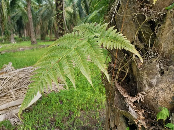 松鼠的脚植物生长在厚厚的树皮棕榈树树干上和上 — 图库照片