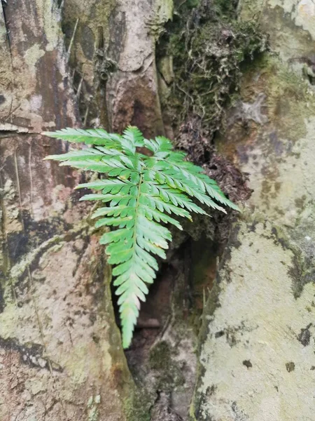 Eekhoorn Voet Fern Groeit Dikke Schors Palm Tree Trunk — Stockfoto