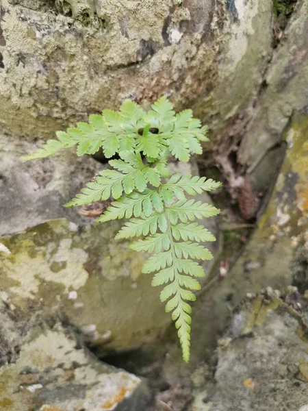 Squirrel Foot Fern Grows Thick Bark Palm Tree Trunk — Stock Photo, Image