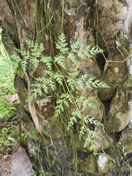 Wiewiórka Stóp Paproci Rośnie Grubą Kora Pień Drzewa Palmowego — Zdjęcie stockowe