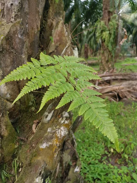 Eekhoorn Voet Fern Groeit Dikke Schors Palm Tree Trunk — Stockfoto