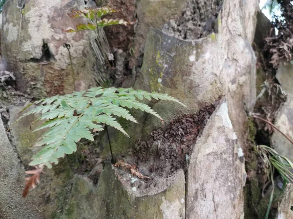 Samambaia Esquilo Cresce Sobre Sobre Casca Grossa Tronco Palmeira — Fotografia de Stock