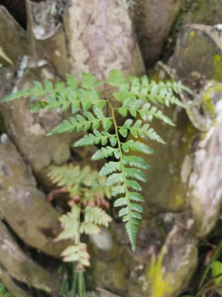 Helecho Pie Ardilla Crece Sobre Sobre Corteza Gruesa Tronco Palmera —  Fotos de Stock