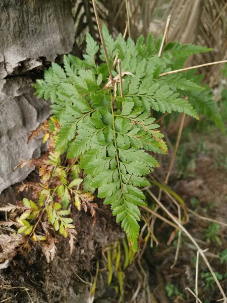 Samambaia Esquilo Cresce Sobre Sobre Casca Grossa Tronco Palmeira — Fotografia de Stock