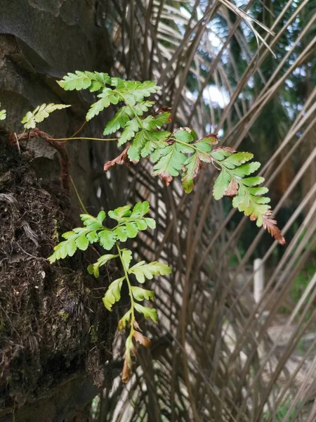 Samambaia Esquilo Cresce Sobre Sobre Casca Grossa Tronco Palmeira — Fotografia de Stock