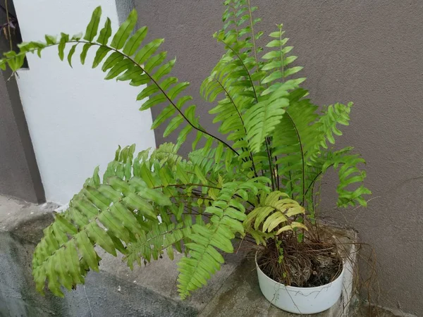 ポット内のリスの足シダの植物 — ストック写真