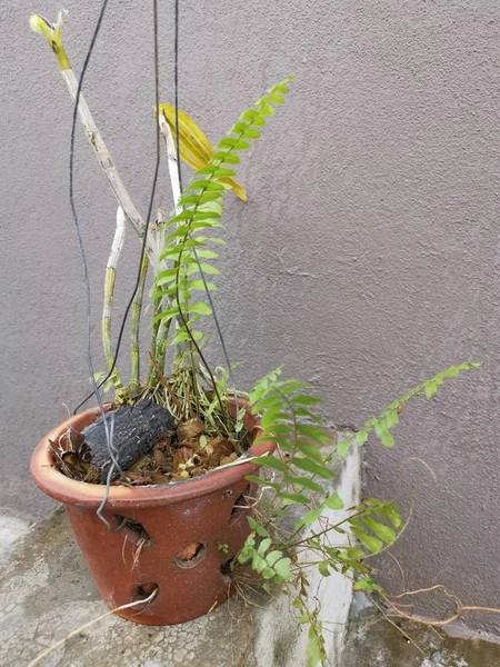 Planta Helecho Pie Ardilla Olla —  Fotos de Stock